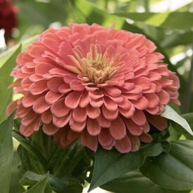 Benary's Giant Salmon, Zinnia Seeds